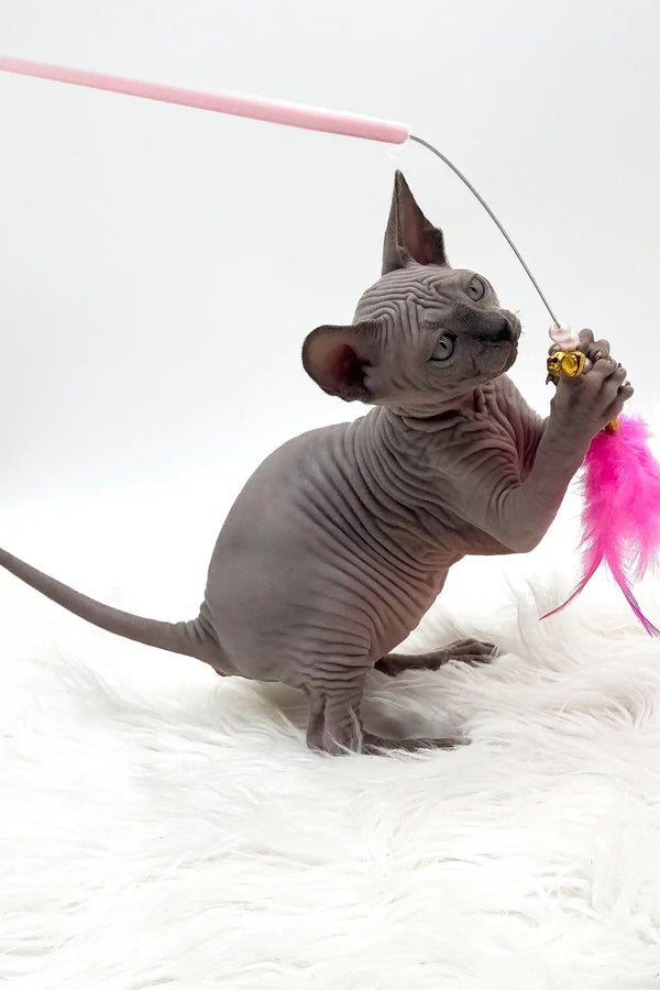 Pearl | canadian sphynx kitten