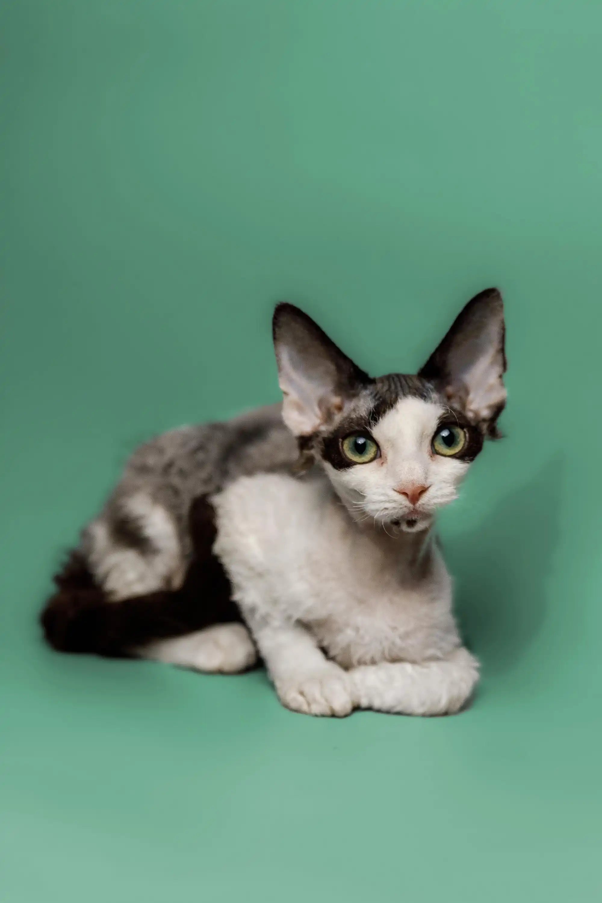 Devon Rex Kittens For Sale | Cat Pearl | Kitten