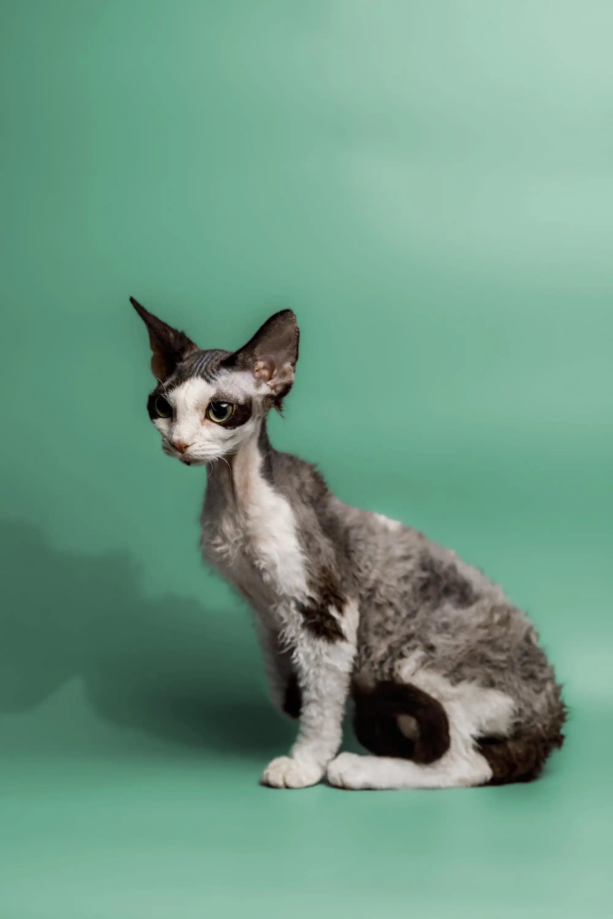 Devon Rex Kittens & Cats For Sale Pearl | Kitten