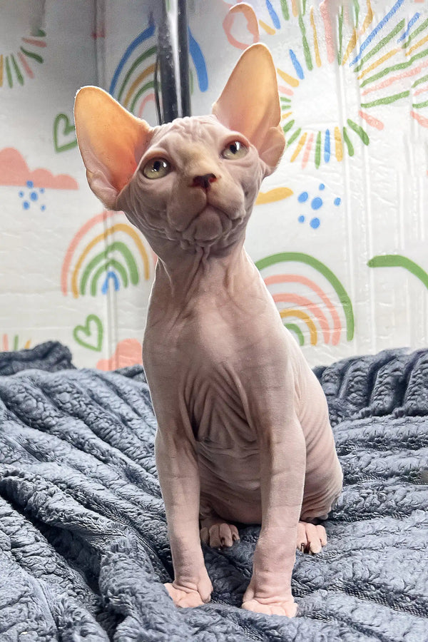 Hairless Sphynx cat Pedro sitting upright with large pointed ears, looking adorable