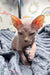 Hairless Sphynx kitten Pedro with wrinkled skin and big ears, super cute and playful