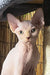 Hairless Sphynx kitten Pedro showing off big ears and stunning green eyes