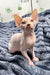 Cute Hairless Sphynx cat Pedro sitting cozy on a colorful knitted blanket