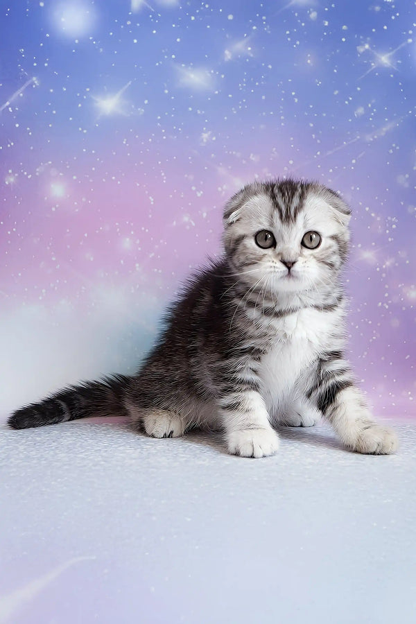 Pelageya | scottish fold kitten