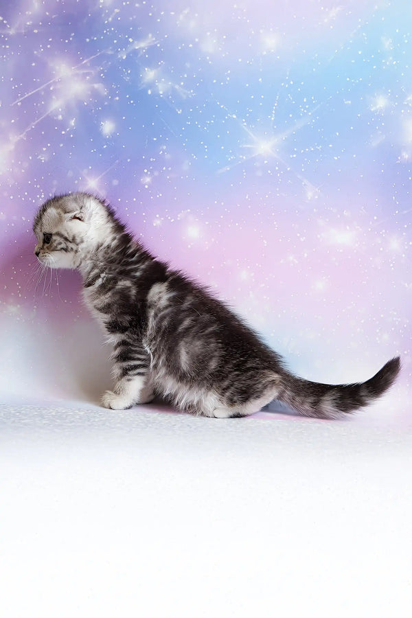 Pelageya | scottish fold kitten