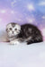 Pelageya | scottish fold kitten
