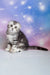 Pelageya | scottish fold kitten
