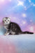 Pelageya | scottish fold kitten