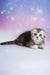 Pelageya | scottish fold kitten
