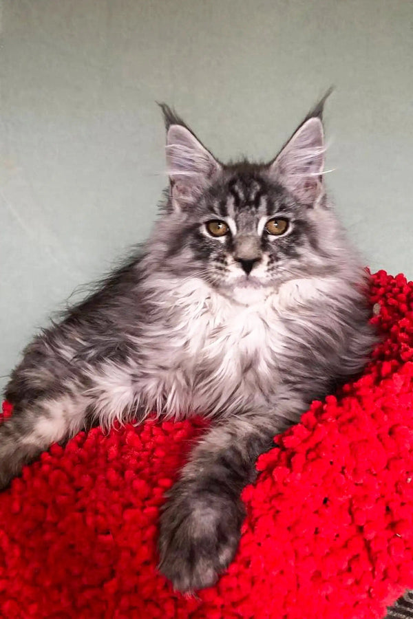 Long-haired gray tabby cat lounging on a red blanket, perfect for a Maine Coon kitten