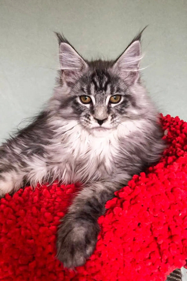 Long-haired gray tabby Maine Coon kitten with ear tufts resting on red surface
