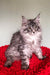 Long-haired gray tabby Maine Coon kitten sitting on vibrant red fabric