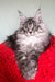 Fluffy gray tabby Maine Coon kitten with big ears on a bright red blanket