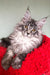 Long-haired gray tabby Coon kitten relaxing on a bright red blanket