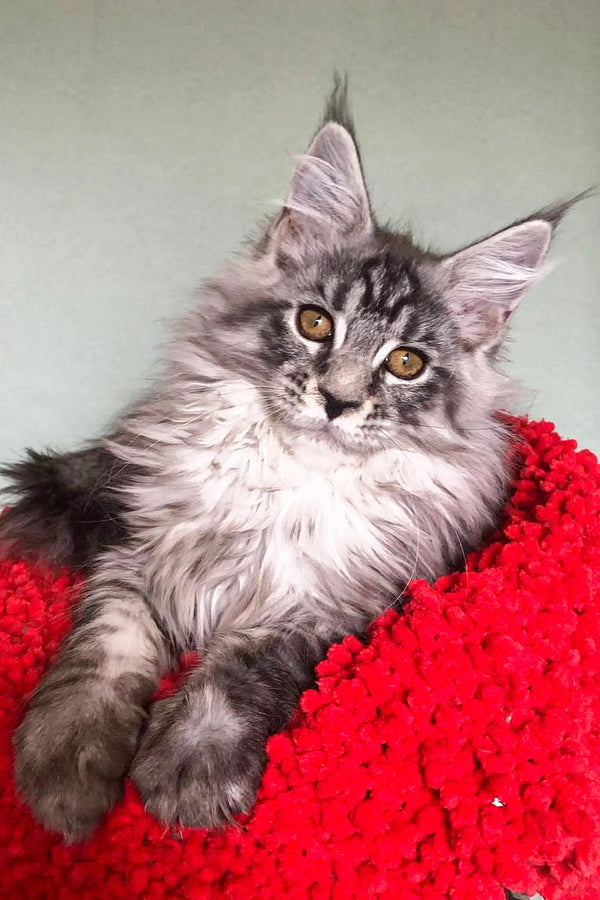Long-haired gray tabby Coon kitten relaxing on a bright red blanket