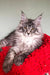 Long-haired gray tabby cat lounging on red fabric, perfect for a Maine Coon kitten lover