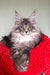 Long-haired gray tabby Maine Coon kitten with ear tufts on a red blanket