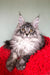 Fluffy gray Maine Coon kitten lounging on a bright red blanket for Peleldis