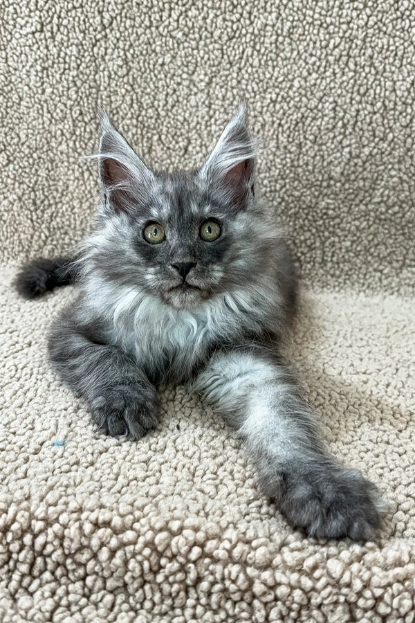 Penna | maine coon kitten