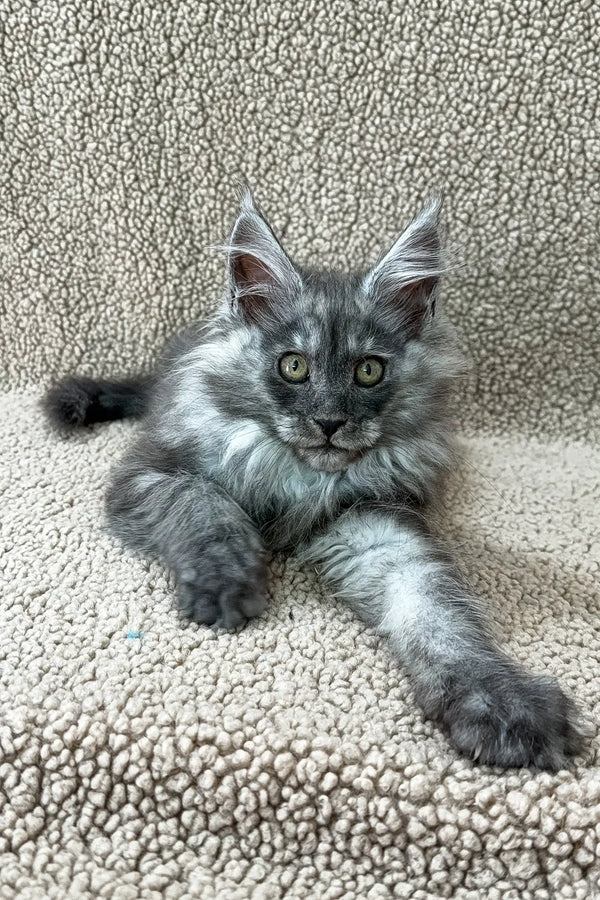 Penna | maine coon kitten