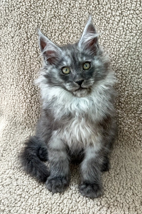 Penna | maine coon kitten