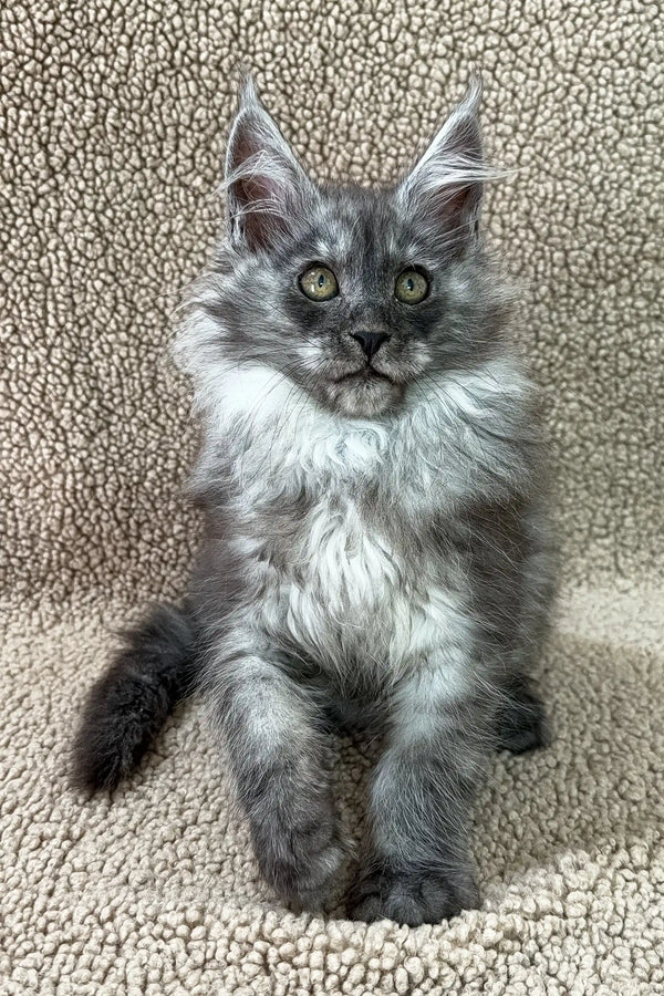 Penna | maine coon kitten