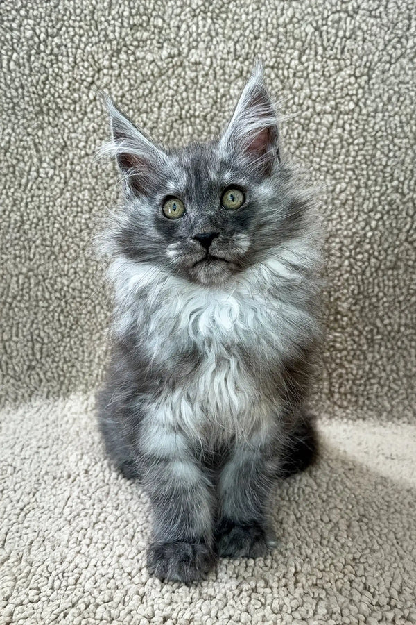 Penna | maine coon kitten