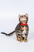 Penny | bengal kitten