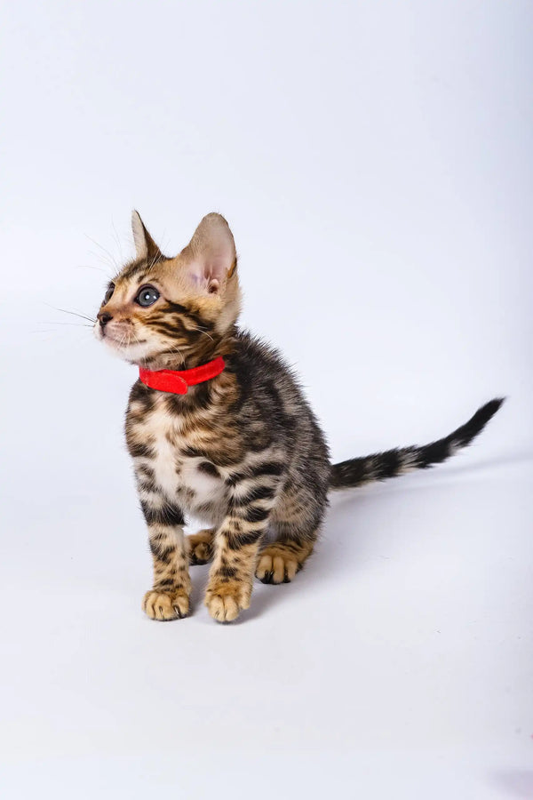 Penny | bengal kitten