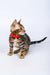 Penny | bengal kitten