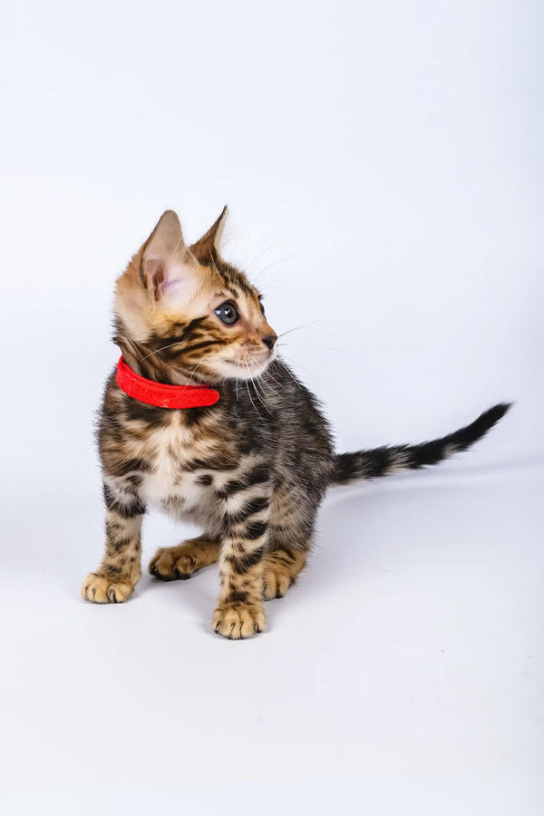 Penny | bengal kitten