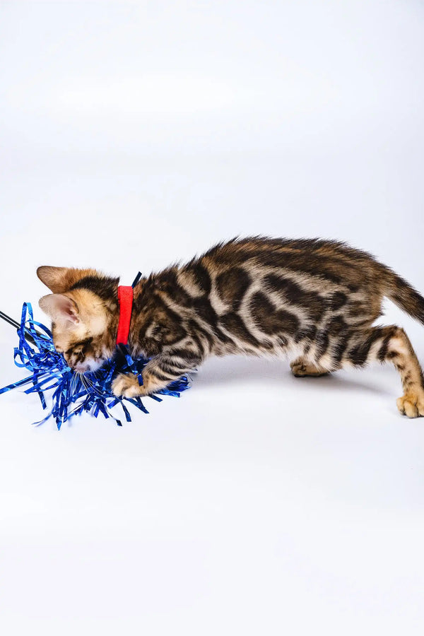 Penny | bengal kitten