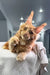 Fluffy orange Maine Coon kitten Pepper with ear tufts chilling on a white blanket