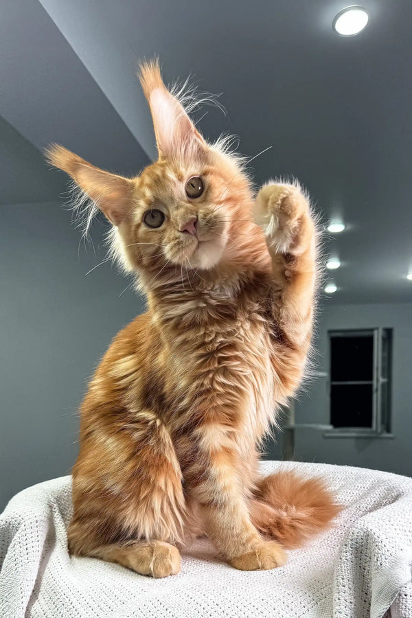 Playful ginger Maine Coon kitten Pepper with one paw raised, ready to have fun