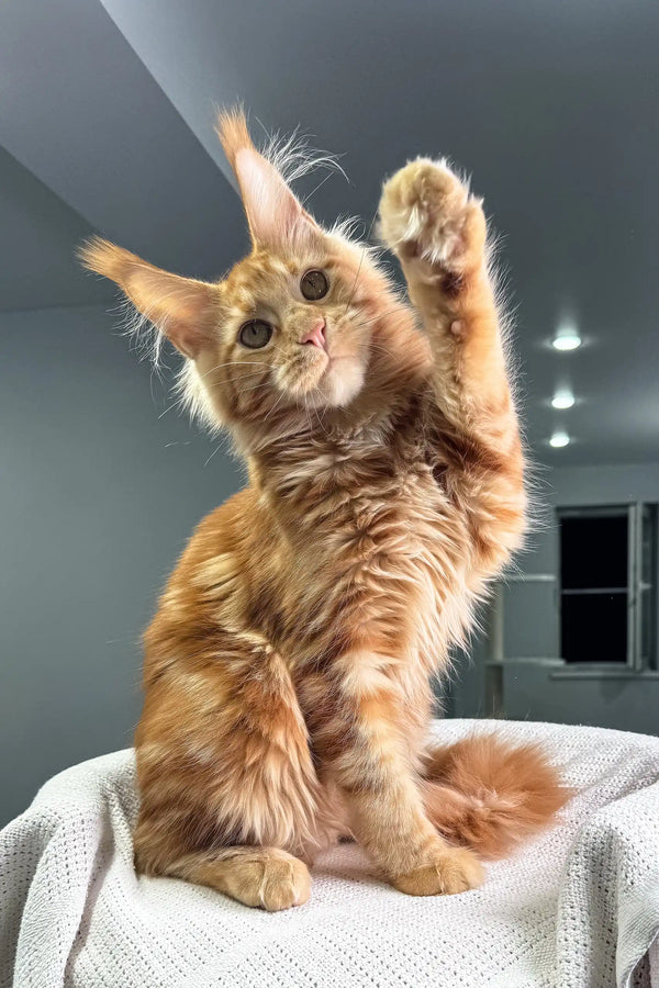 Playful Orange Maine Coon Kitten, Pepper, raising paw on a cozy white blanket