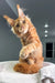 Orange Maine Coon cat Pepper standing upright with one paw raised, super cute kitten!