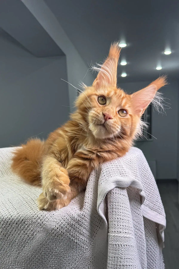 Orange and cream Maine Coon kitten Pepper with cute ear tufts looking playful