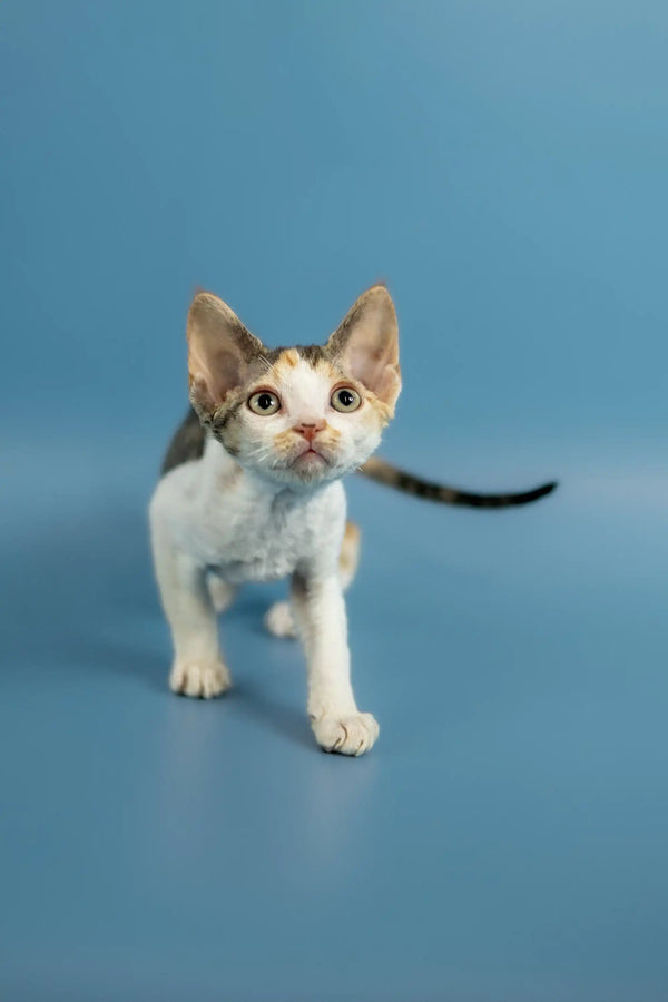 Curious Devon Rex kitten with white fur and brown patches on its head and ears