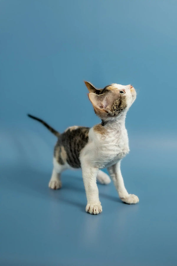 Adorable Devon Rex kitten with white and gray fur gazing upward