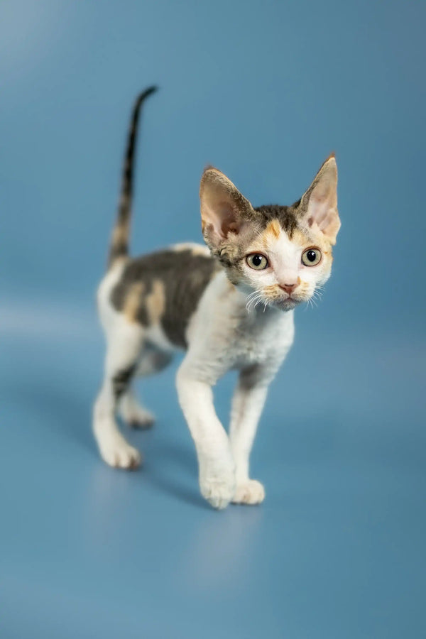 Curious and adorable Devon Rex kitten with big ears and a slender body standing alert