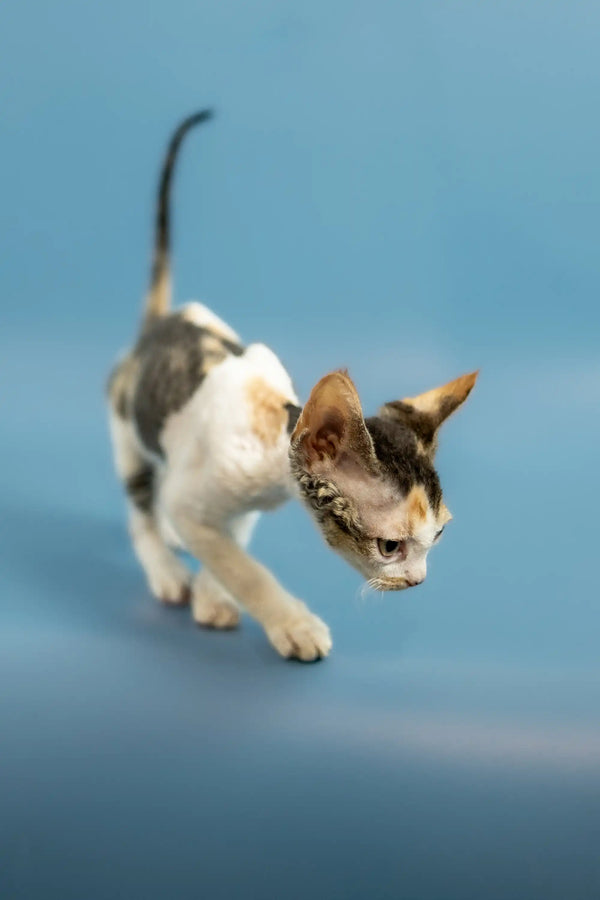 Calico Devon Rex kitten with cute markings walking on a blue surface