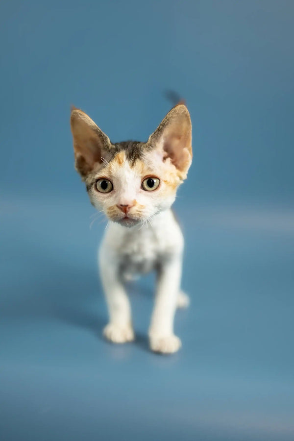 Adorable Devon Rex kitten with big ears and wide eyes standing upright, Peppi