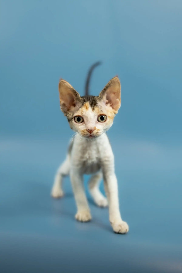 Curious calico kitten stands alert, showcasing the adorable Devon Rex charm