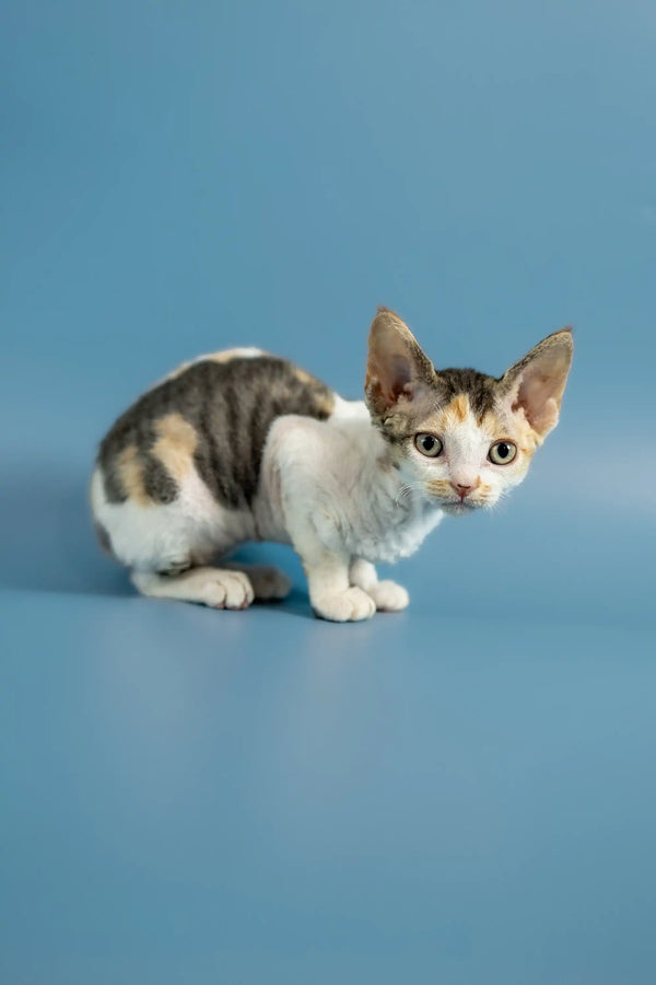 Adorable Devon Rex kitten with calico fur crouching on a plain surface