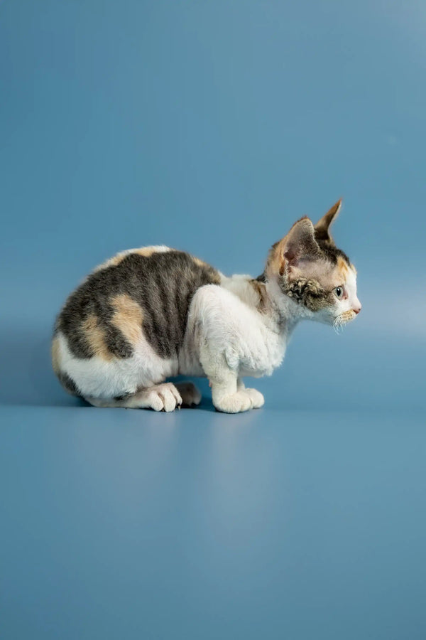 Calico kitten sitting on a surface, showcasing the adorable Devon Rex kitten look
