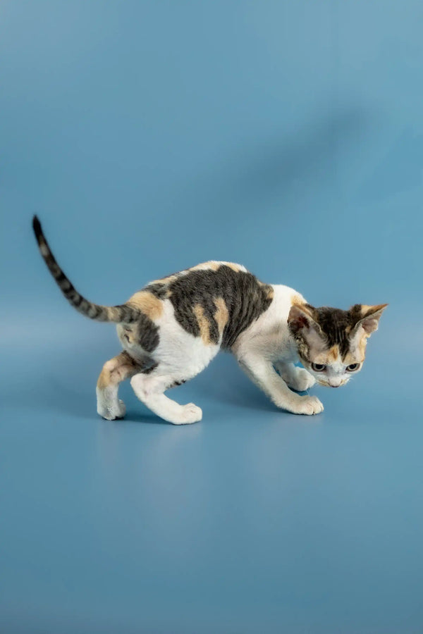 Calico kitten crouching playfully, perfect for adorably playful Devon Rex kittens