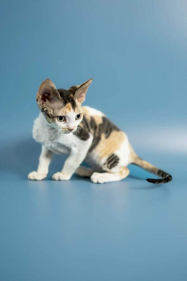 Calico Devon Rex kitten with orange, black, and white patches on a plain surface