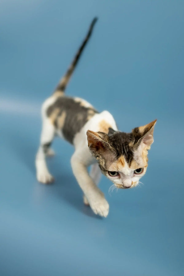 Calico kitten happily walking on blue surface near adorable Devon Rex kitten Peppi