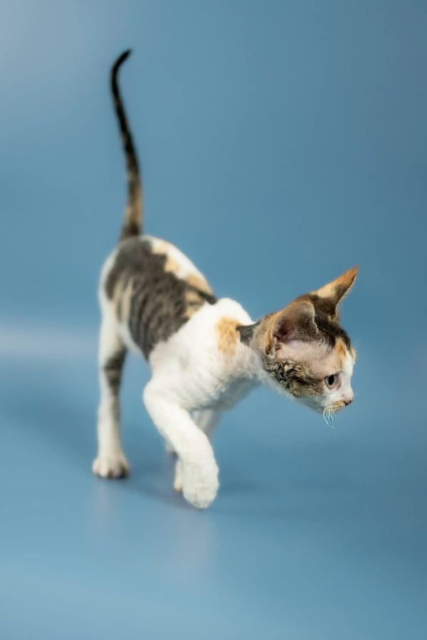 Playful Devon Rex kitten stretching, showing off its adorable gray and white fur