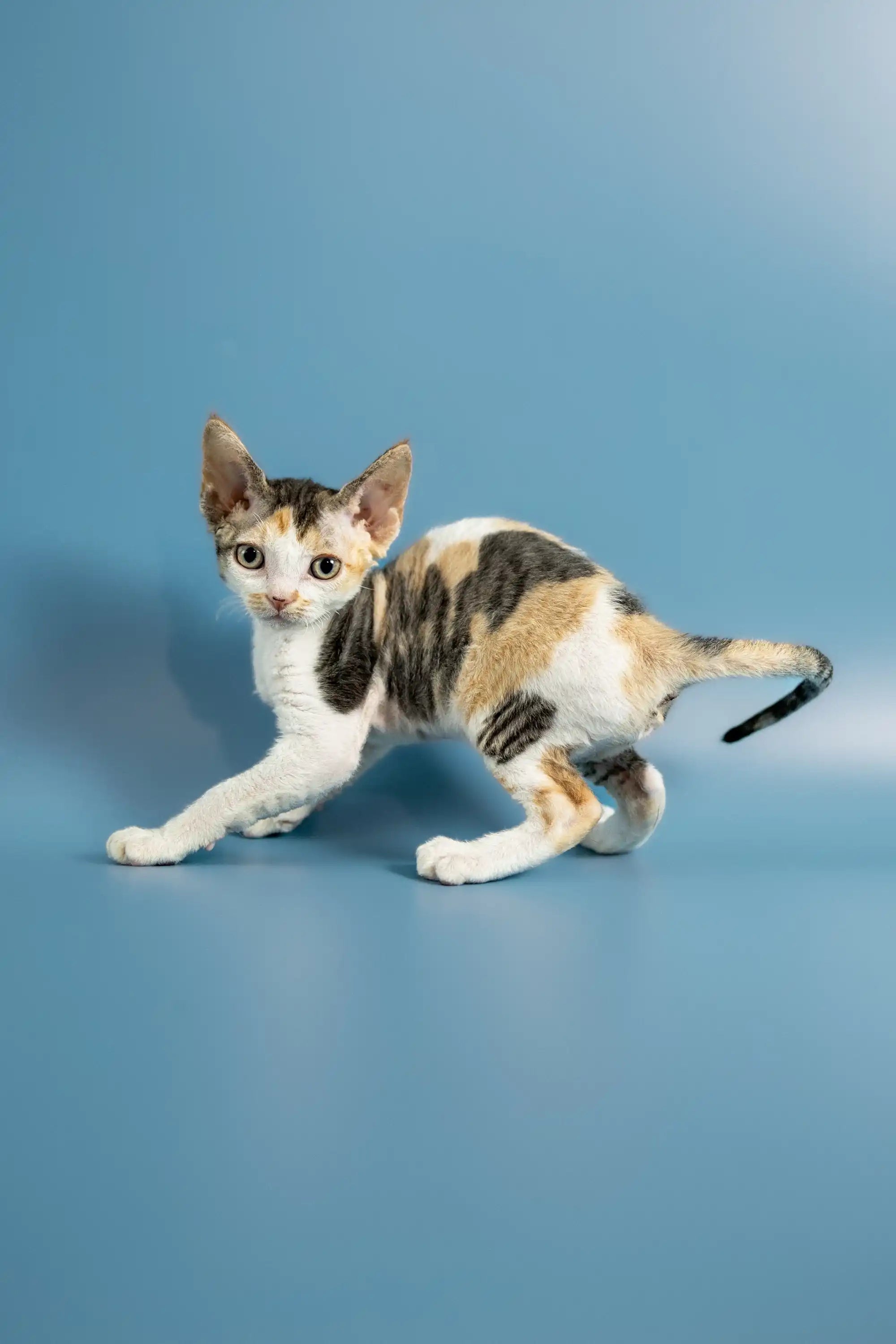 Peppi Devon Rex Kitten Adorable Calico Companion